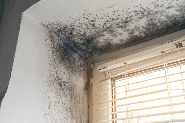 Trusted Commercial Mold Remediation service in Ashburn, VA - Cheap Mold Removal
