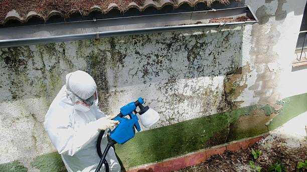 Top rated local Mold Remediation specialists in Ashburn, VA
